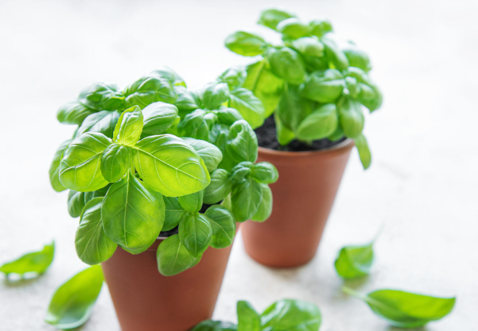 BASIL POT PKT